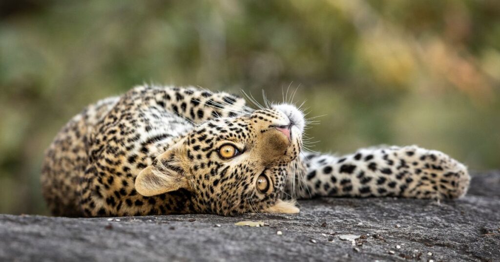 Leopard in the Kruger National Park