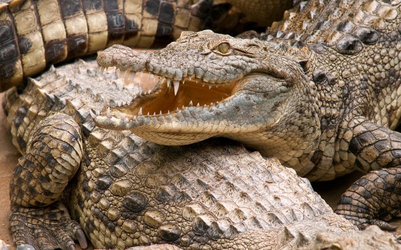 African Crocodiles Conservation