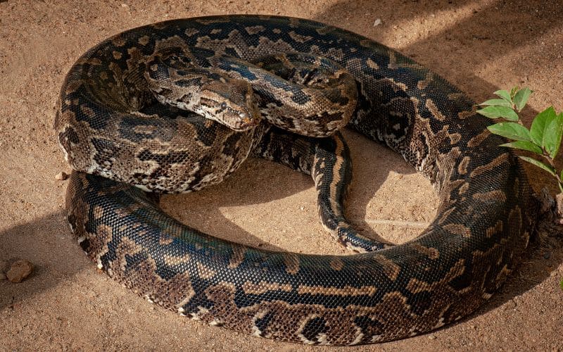 African rock python