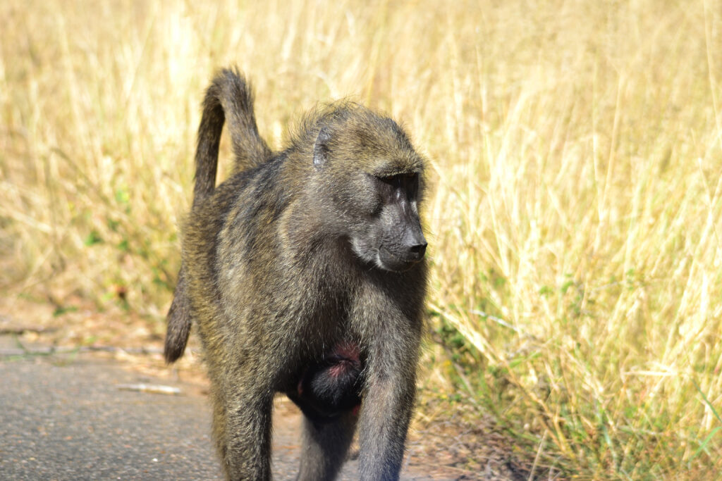 Baboon Kruger National Park