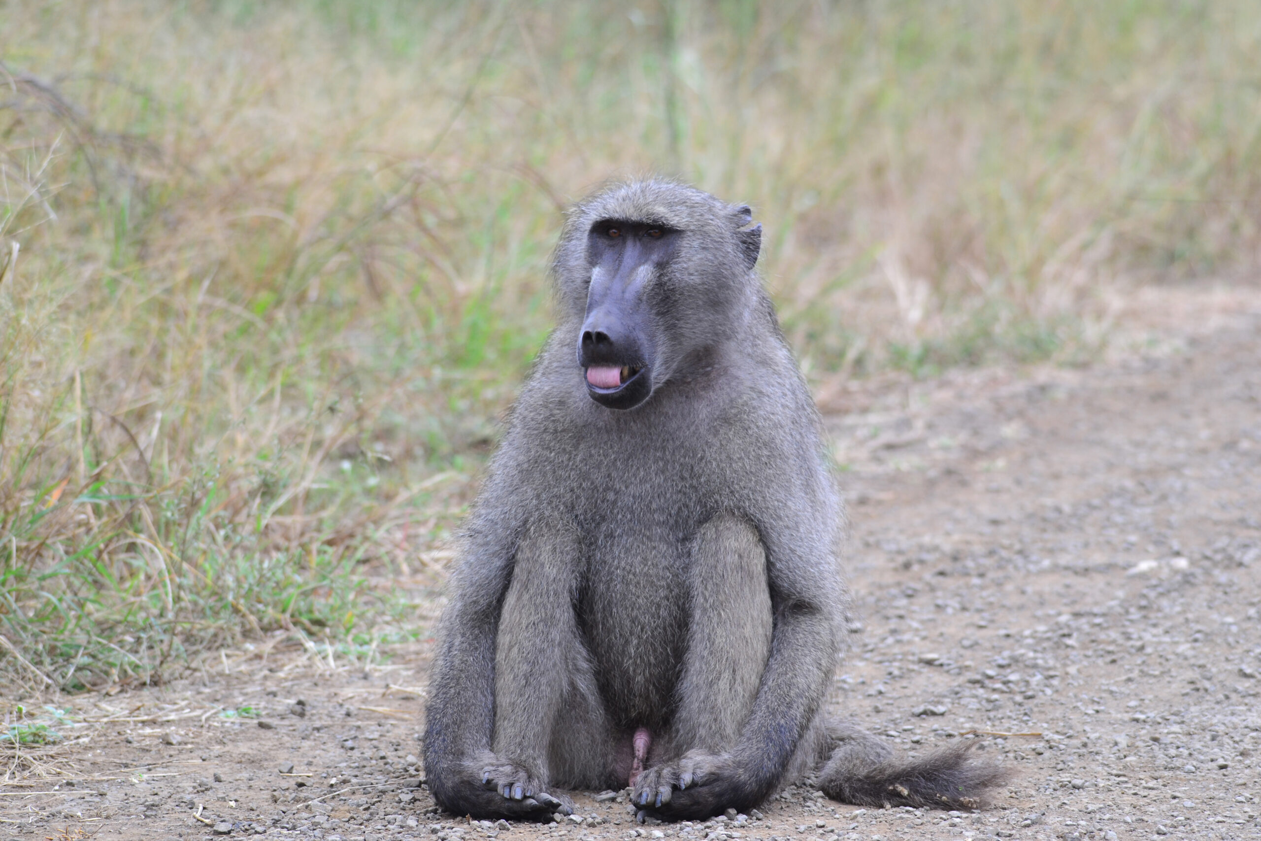 Baboon Kruger Park