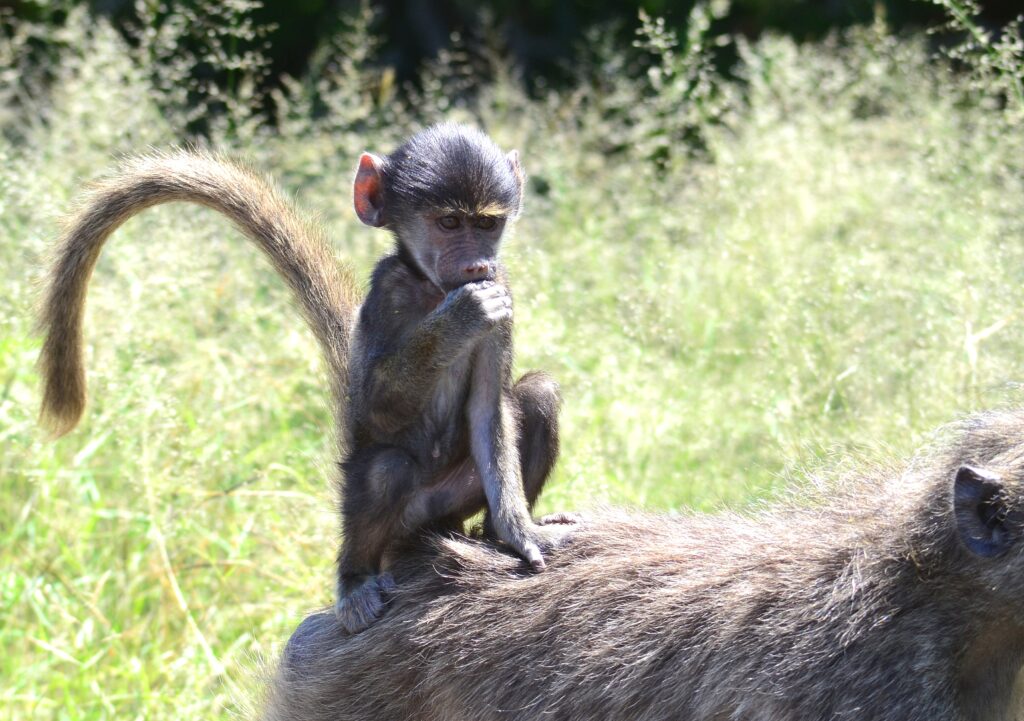 Baby Baboon