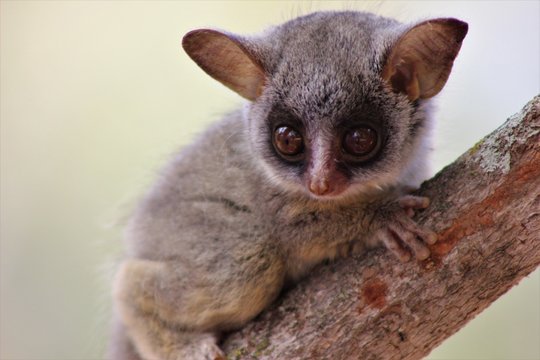 Baby Bushbaby Africa