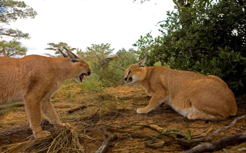 Caracals