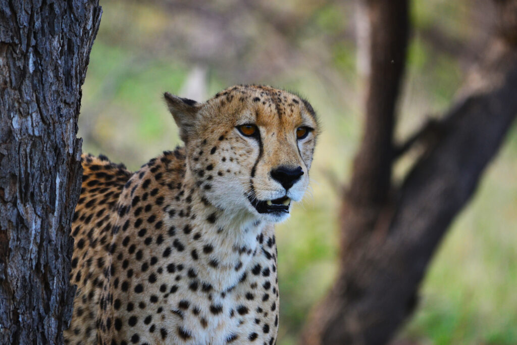 Cheetah Kruger National Park