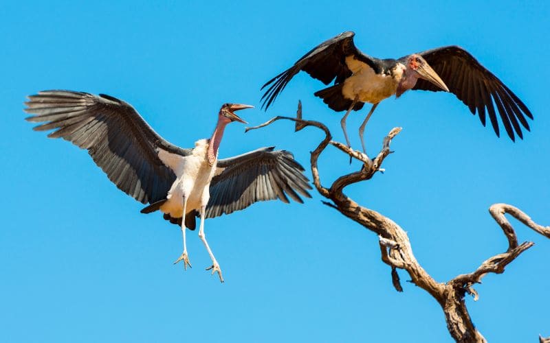 Conservation status and threats to the Marabou Stork