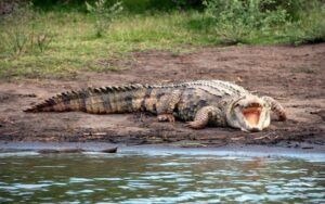 Crocodiles in Africa