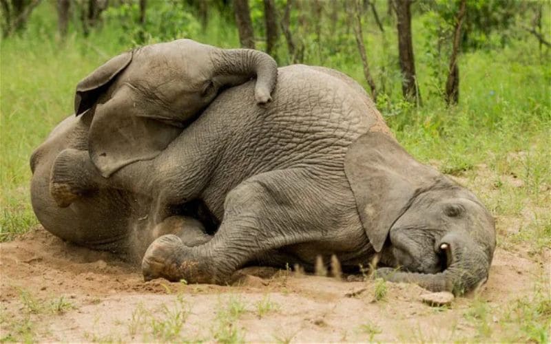 Elephants Greater Kruger