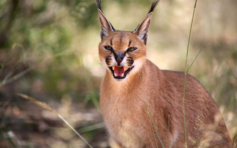 Fascinating facts about caracals