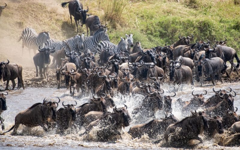 Wildebeest Great Migration