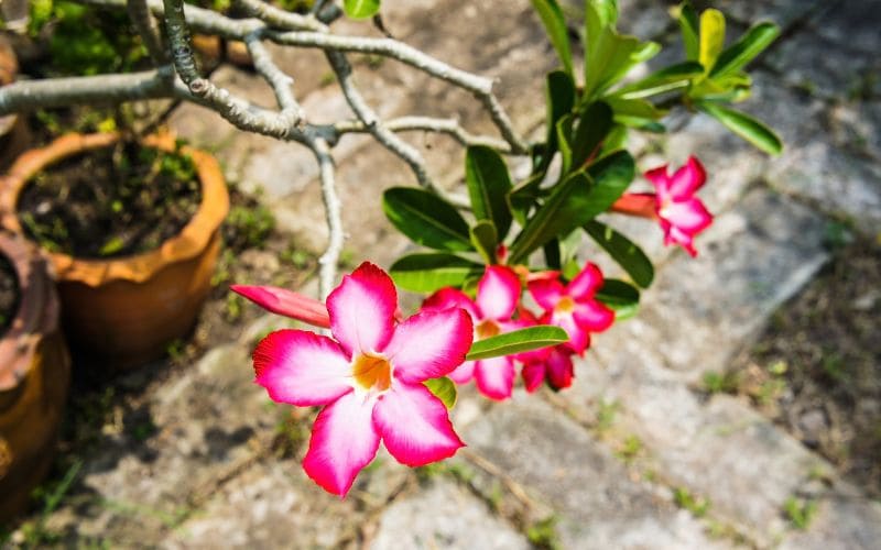 Growing Impala Lily