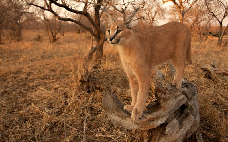 Habitat and distribution of caracals
