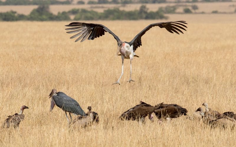 Habitat and distribution of the Marabou Stork