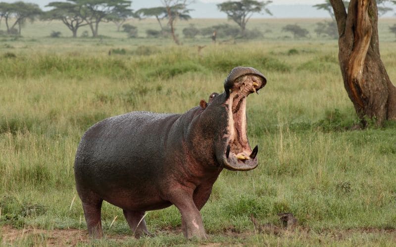 Hippo Africa Safaris