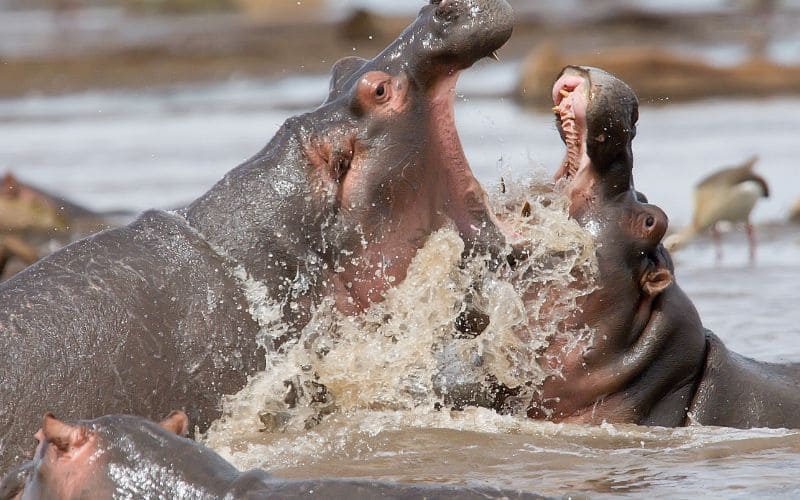 Hippo Fight Kruger National Park