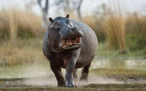 Hippo Kruger