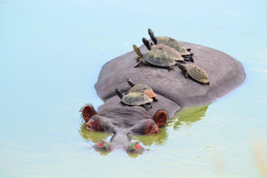 Hippo in the Kruger National Park