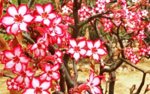 Impala Lily