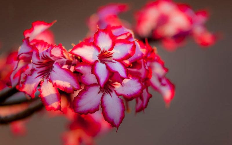 Impala Lily South Africa