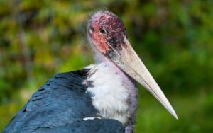 Interesting facts and trivia about the Marabou Stork