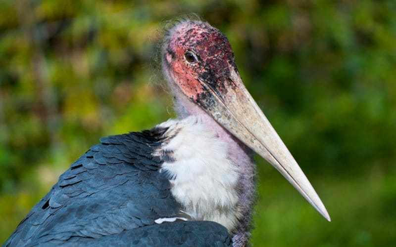 Interesting facts and trivia about the Marabou Stork