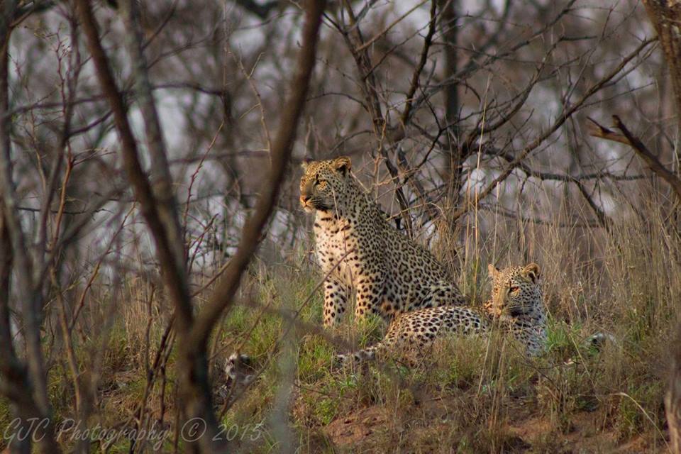 Leopard Mating Pair Spotted in the Kruger National Park