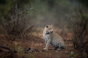 Leopard Safaris Manyeleti