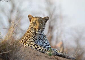 Leopard on rock Kruger National Park