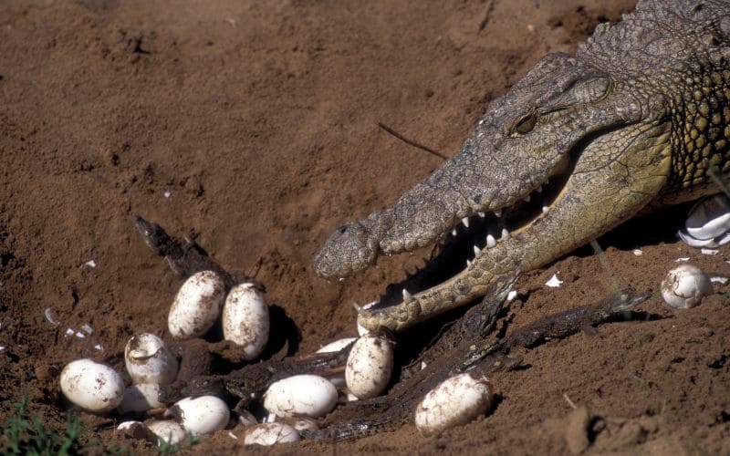 Lifecycle of African Crocodiles