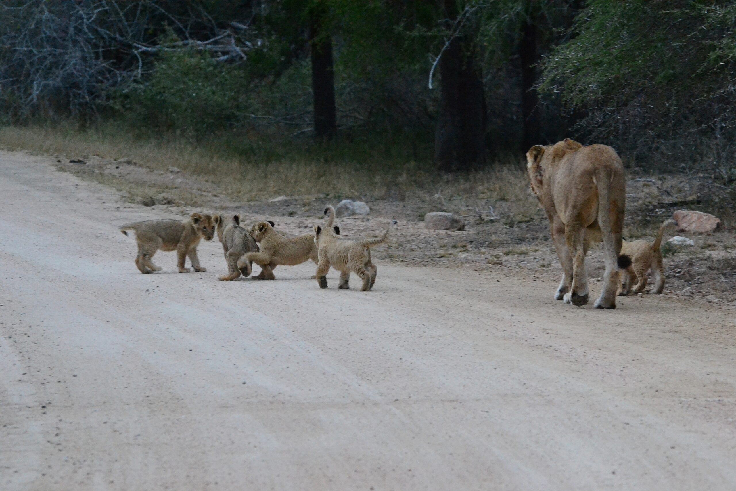 Lion with cubs Kruger National Park