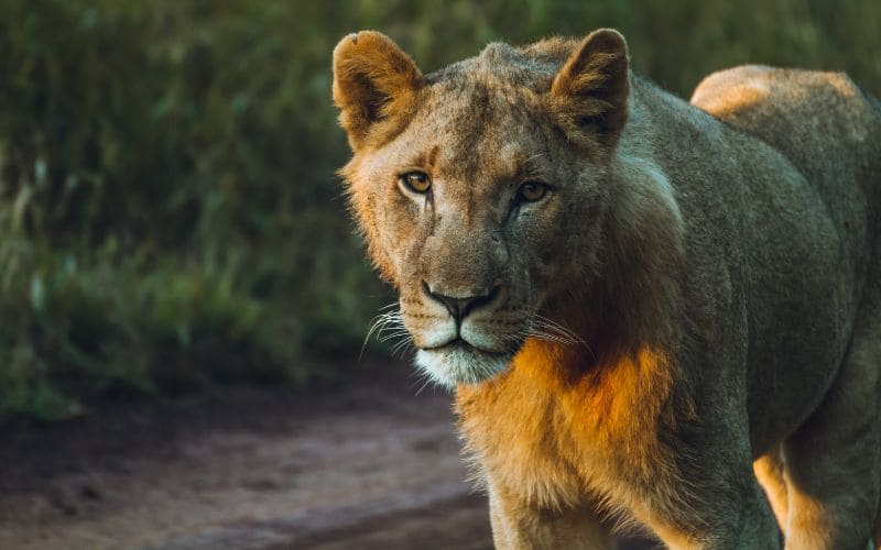 Young Male Lion Kruger Park