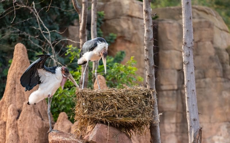 Reproduction and breeding behavior of the Marabou Stork