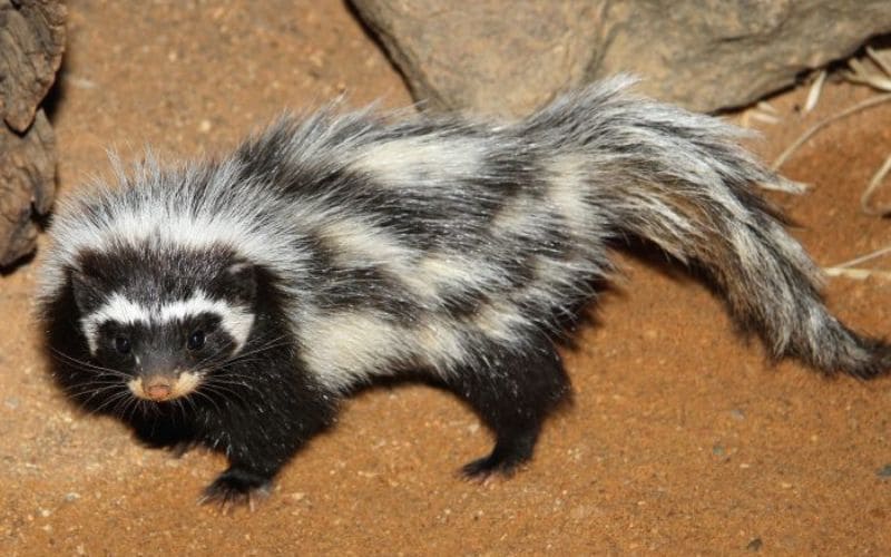 Striped Polecat Africa