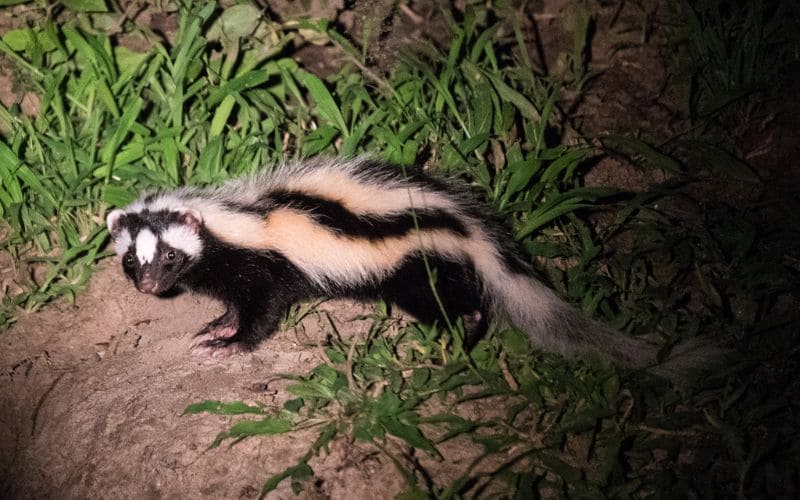 Striped Polecat