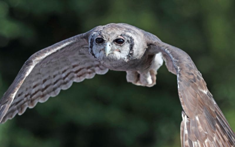 The Verreaux's Eagle Owl in Flight