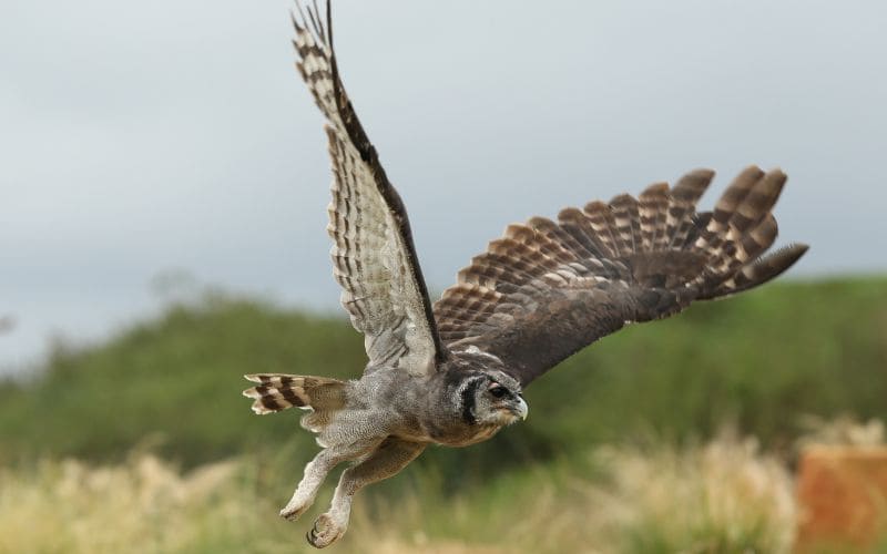 The Verreaux's Eagle Owl in Kruger