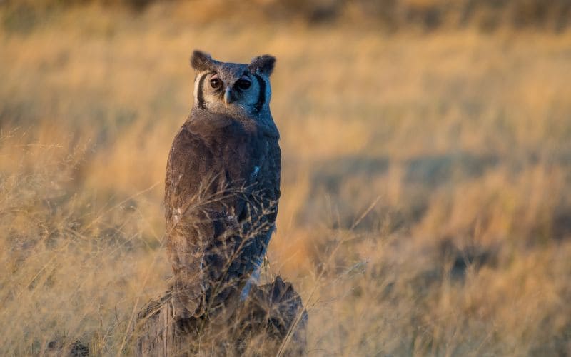 The Verreaux's Eagle Owl