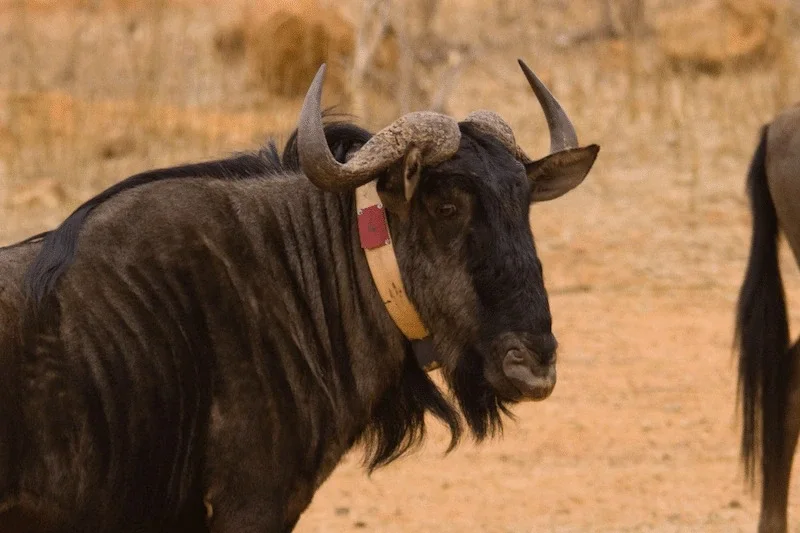 Wildebeest With Tracking Collar