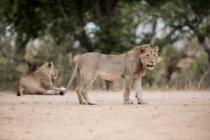 Young Male Lions Kruger National Park