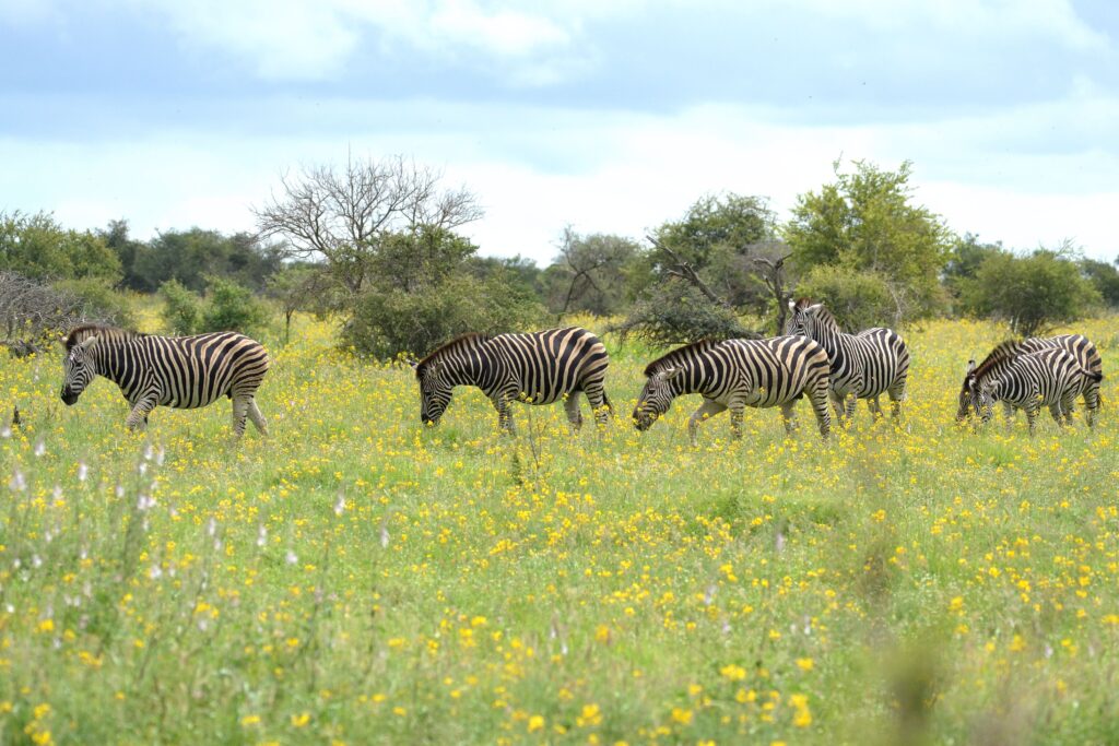 Zebra Spotted on a African Safari