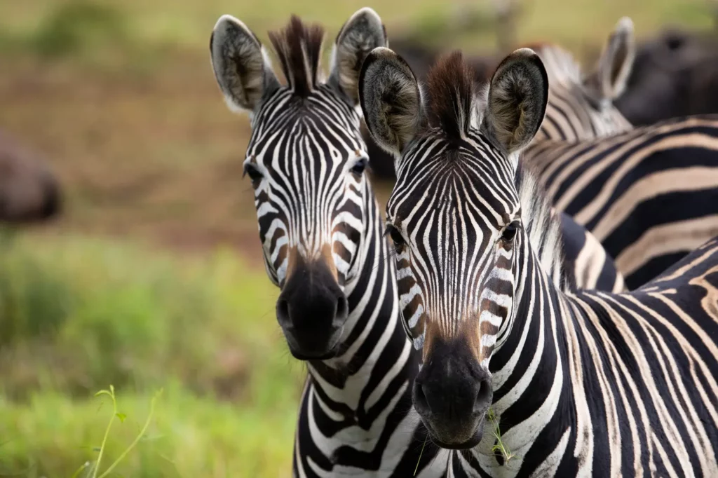 Zebra Kruger Park Safaris