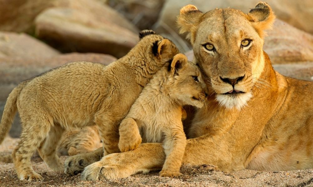 Lion 3 Day Classic Kruger National Park Safaris
