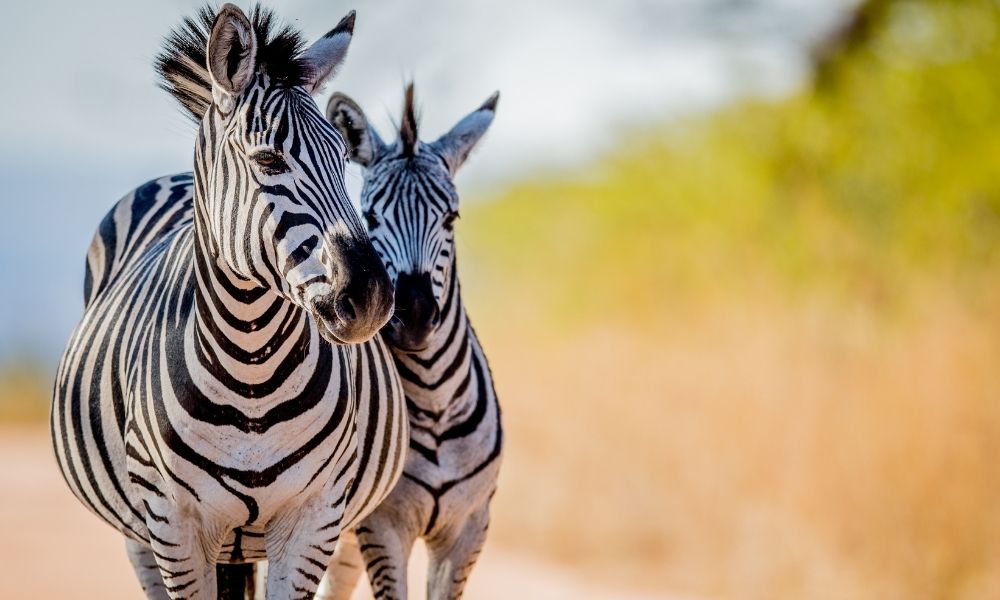 Zebra 4 Day Budget Kruger National Park Safaris