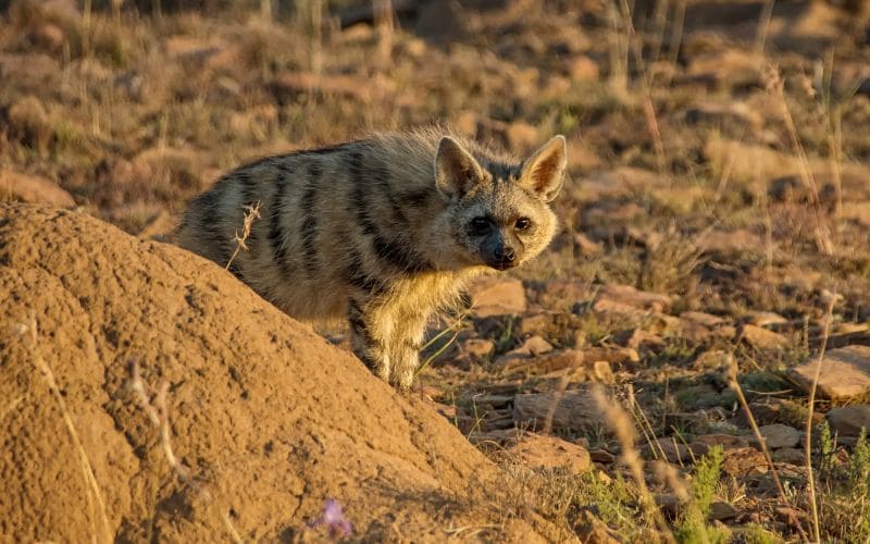 Aardwolf Ecosystem