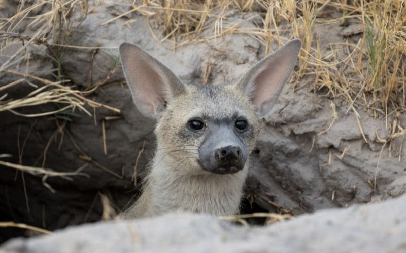 Aardwolf Interesting facts