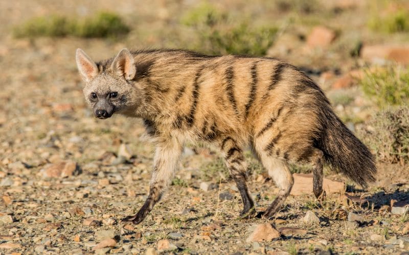 Aardwolf