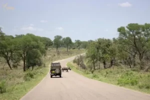 Adventure Kruger Safaris