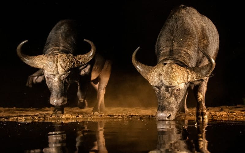 African Buffalo Night