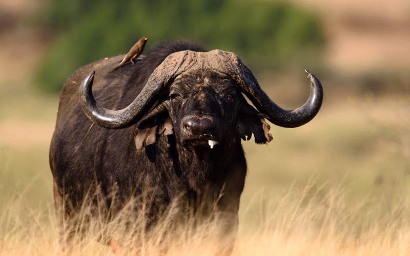 African Buffalo South Africa