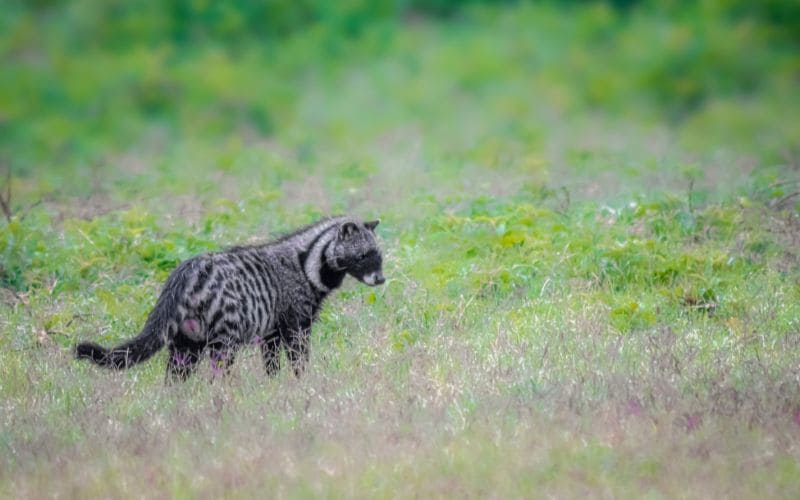 African Civet